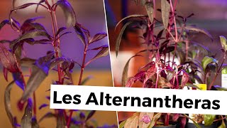 ALTERNANTHERAS | AQUABOTA