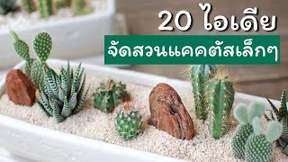 20 ไอเดีย จัดสวนแคคตัสเล็กๆ น่ารักไว้ในบ้าน I บ้านในฝัน EP.141