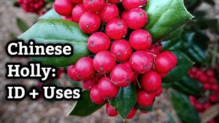 Chinese Holly (Ilex cornuta): Identification and Uses