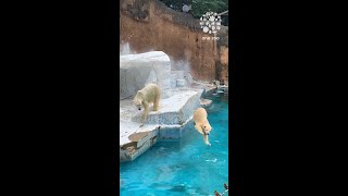 【天王寺動物園】紐ポイっ！ホウちゃんにちょっかい母イッちゃん Polar bear cub, Houchan and her mom Icchan. #Shorts