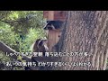 蓮井朱夏 zoo～愛をください～　ai歌声合成ソフト「neutrino」による歌詞付きフルカバー　ドラマ「愛をください」挿入歌　＃シャンシャン