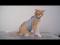 sleepypod martingale cat harness review we tried it