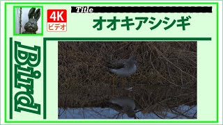 【4K】オオキアシシギ　～くつろぎ中～　20250122　Bird　野鳥