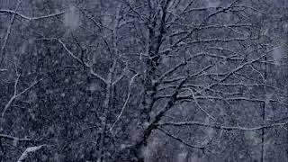 Умиротворяющий Снегопад ночью в лесу - звуки падающего снега и легкого ветра | 2 часа