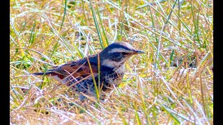 ツグミ　Dusky thrush　Turdus eunomus