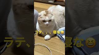 ペットホテルGibeon番猫ラテ・まだ寝ない！編🤣