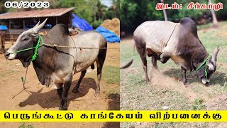 காளை மாடு விற்பனைக்கு பெருங்கூட்டு காங்கேயம் | kangeyam sale sirkhali | cattle