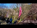 春の予感 熱海梅園 ＃梅＃熱海梅園＃第80回熱海梅園梅まつり