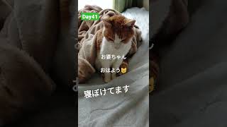 🍀よつば日記🐈(18歳♀) 慢性腎不全ステージ4宣告からの日記