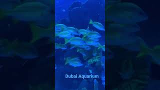THE DEFINITION OF THINKING BIG..BURJ KHALIFA…city of lights..Dubai Aquarium and Under water zoo..