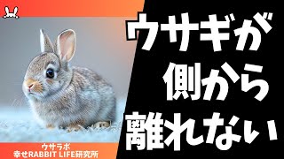 うさぎが飼い主のそばから離れない時の心理