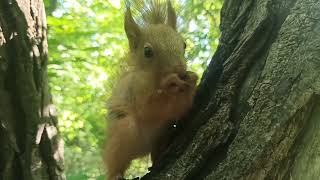 Спостереження у природі 🐿️