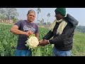 chunnu kumar mdo syngenta ka cauliflower regal white variety