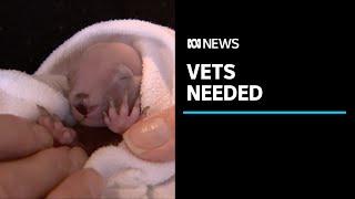 Australia is going through a vet shortage, with emergency clinics turning patients away | ABC News