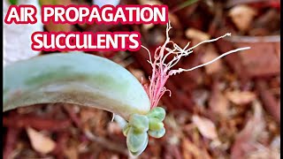 #142 AIR PROPAGATION SUCCULENTS | SOIL PROPAGATION SUCCULENTS | Nhân giống sen đá | Cuộc sống Mỹ!