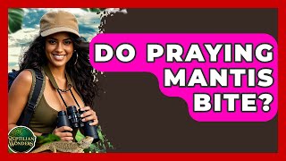 Do Praying Mantis Bite? - Reptilian Wonders