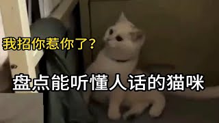 盘点能听懂人话的猫咪，小猫咪谁能不爱