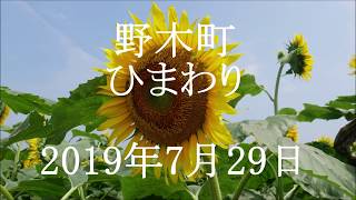 野木町のひまわり　2019年7月29日