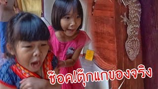 น้องถูกใจ | ช๊อค...เจอตุ๊กแกตัวเป็นๆ