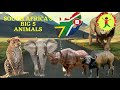 big 5 animals preschool learning southafrica 🦁🐃🐘🦏🐆