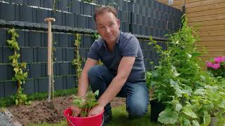 Wie erstellst du ein Beet im Schatten?