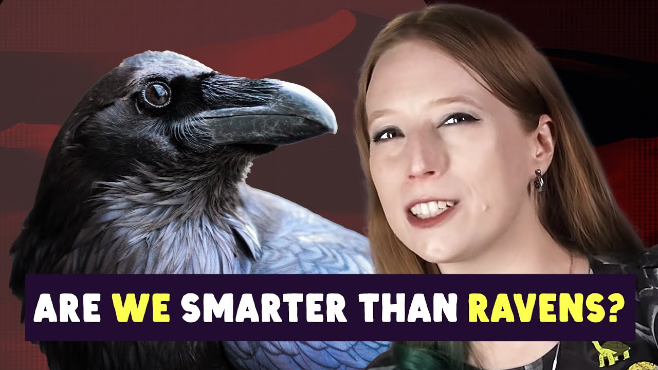 Can We Outsmart The Smartest Bird Youtube