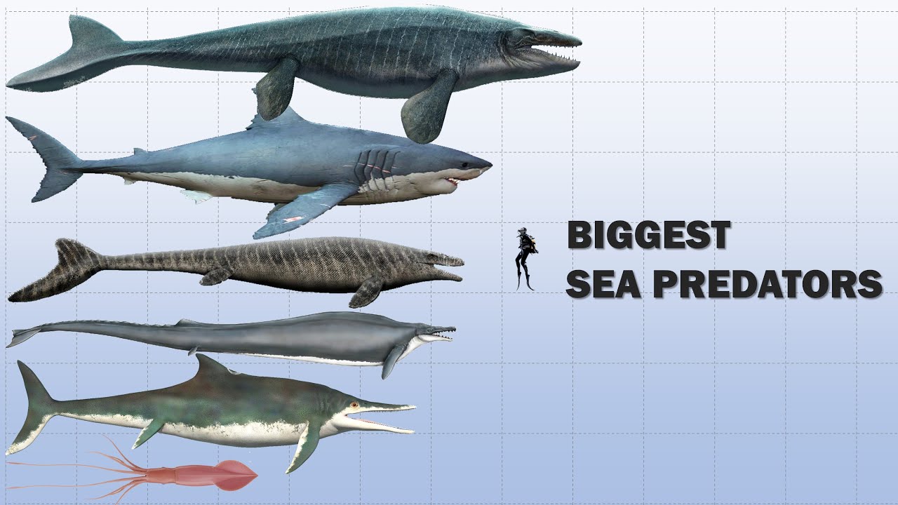 The 10 Biggest Sea Predators Extinct And Living - YouTube