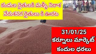 31-01-25 కర్నూలు మార్కెట్ కందులు ధరలు || Kurnool Redgram gram Prices Today #kurnool #redgramprices