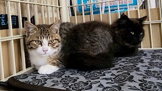 【保護子猫】動こうとしない子猫兄弟。夜になると少しづつ変わります。