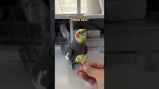 Fortunately Yums doesn’t have enough time to start a cult #bird #parrot #cockatiel