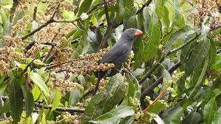 Bico de Pimenta (Saltator fuliginosus)