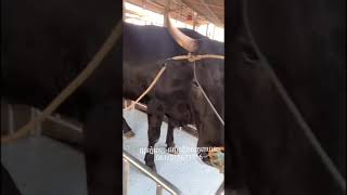 ជញ្ជីងថ្លឹងសត្វពាហន:ធំៗ/ Cattle Scale