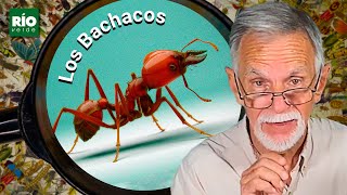 Los Bachacos - Entre insectos y Bichos