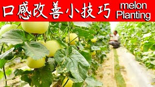 甜瓜产量低口感差，农户第一步就错了，技巧在这【付老师种植团队官方频道】