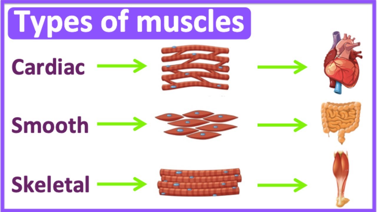 Types Of Muscles 💪 | Cardiac, Smooth & Skeletal Muscle | Easy Learning ...