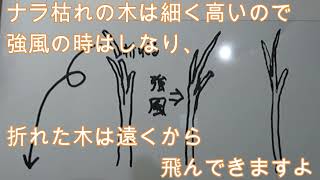 神奈川県・厚木市・愛川町・鳶尾山・ナラ枯れの木の枝が強風で4メートル位離れた所に落ちました