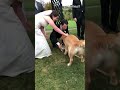 Dog Is Ring Bearer at Wedding Ceremony | Shorts