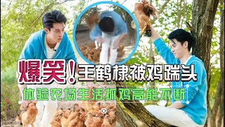 爆笑！王鹤棣体验农家生活去抓鸡，被鸡踹头后狂抓数只鸡报复，上演现实版东方青苍大战走地鸡