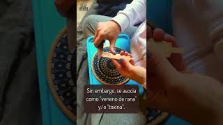 ¿Sabías que es una secreción sagrada, no sólo veneno de rana? #kambo #kamboceremony