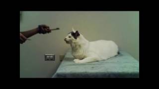 Behavior Modification for Cats: 12. Response Substitution - class