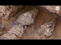 spanish archeologists uncover ancient crocodile mummy tomb in egypt usa today