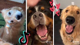 Dogs Doing Funny Things TIK TOK Compilation ~ Cutest Doggos of TikTok ~ Puppies ~ Fluppy