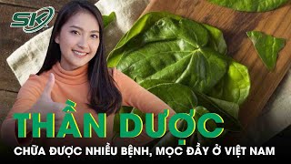 'Thần Dược' Chữa Được Nhiều Bệnh, Mọc Đầy Ở Việt Nam Không Phải Ai Cũng Biết | SKĐS
