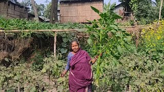 আজ এই বট গাছ দিয়ে কি কি রান্না করলাম ♨️ BANGLADESHI TRADITIONAL VILLAGE SIMPLE LIFE