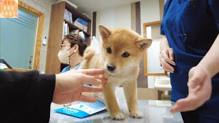 [EP.3]아기 시바견 데리고 예방접종 하고 왔어요.I came to vaccinate with a baby Shiba dog.