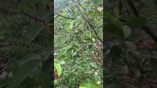 இயற்கையின் வரப்பிரசாதம்🌿🌿#nature #shortsvideo #india