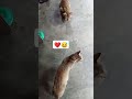 very funny cute cat short film 😀😘