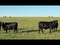 [500] Head | Brangus Bred Heifers