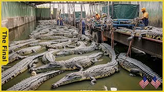 Crocodile Farming Rakes In 15.5 Million Dollars Annually - Farming Documentary