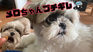 ボールが取れずにブチギレるシーズー犬メロちゃん Shih Tzu